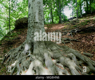 Baumstamm graviert mit dem Namen der Besucher den Wald Stockfoto