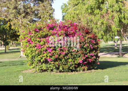 Garten, Blumen Stockfoto