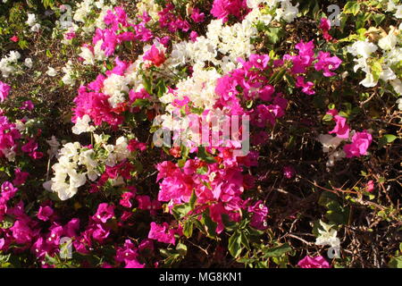 Garten, Blumen Stockfoto