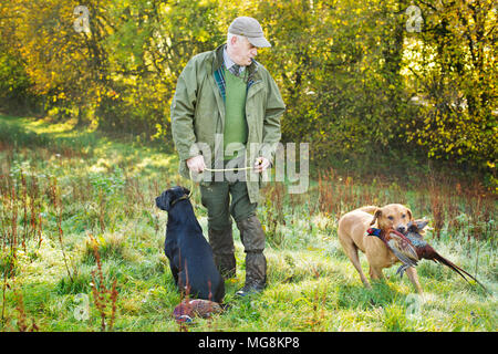 Eine Waffe hund Abrufen eines Fasan an einem Spiel Schießen in Devon, Großbritannien Stockfoto