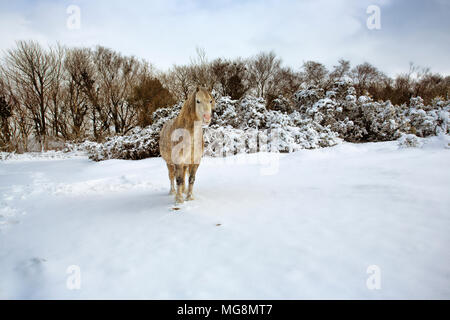 Ein Pony im Schnee auf Dartmoor, Großbritannien Stockfoto