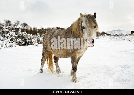 Ein Pony im Schnee auf Dartmoor, Großbritannien Stockfoto