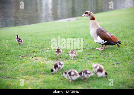 Nilgans (Alopochen Aegyptiaca) Mutter und ihre gänschen im Leopold Park in Brüssel Belgien Stockfoto