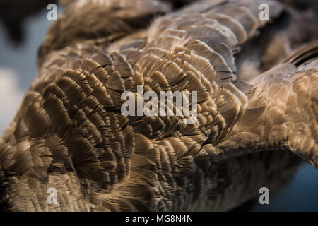 Details der Gans Federn Stockfoto