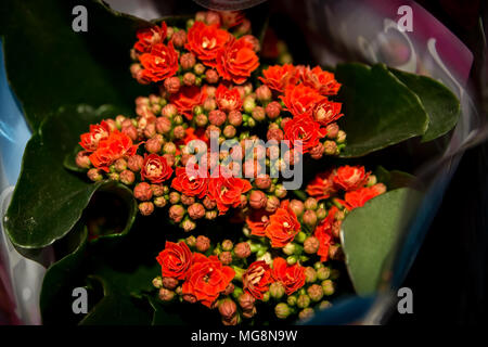 Red Madagaskar Widow's-thrill (Kalanchoe blossfeldiana) in einem Blumenstrauß form Stockfoto