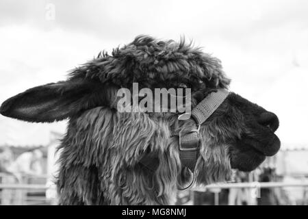 Ein alpaka Vicugna pacos, eine domestizierte Arten der Südamerikanischen camelid Stockfoto