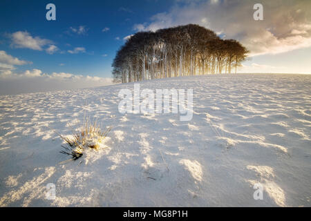 Alte buche Copse auf einem Hügel nach einer Nacht mit starkem Schneefall, Devon, Großbritannien Stockfoto