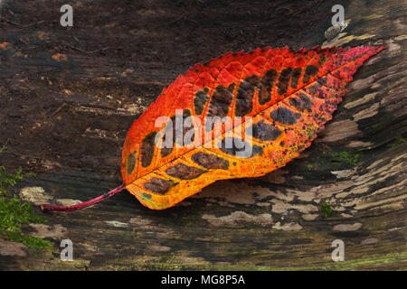 Ein Wild Cherry Leaf im Herbst Farben Stockfoto