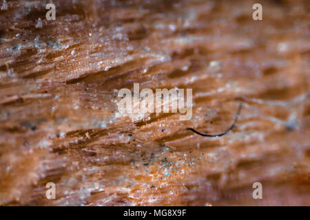 Bleistift Tipp unter dem Mikroskop. Closeup Makro Fotografie. Stockfoto