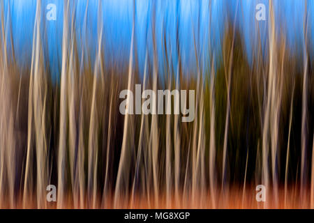 Abstrakte Bewegung verwischt der Bäume im Wald. Stockfoto