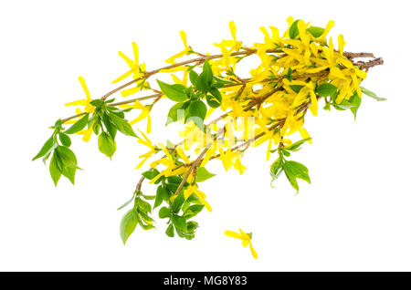 Zweige des gelb Forsythia auf hellen Hintergrund. Studio Foto Stockfoto