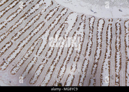 Agaricus Abschnitt unter dem Mikroskop. Stockfoto