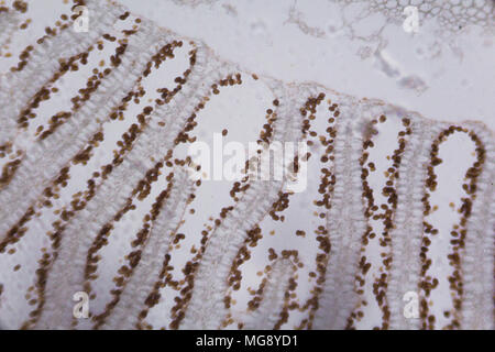 Agaricus Abschnitt unter dem Mikroskop. Stockfoto