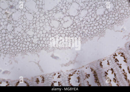 Agaricus Abschnitt unter dem Mikroskop. Stockfoto