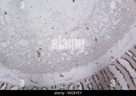 Agaricus Abschnitt unter dem Mikroskop. Stockfoto