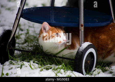 Schöne junge Ginger cat seinen ersten Schnee im Garten erleben Stockfoto