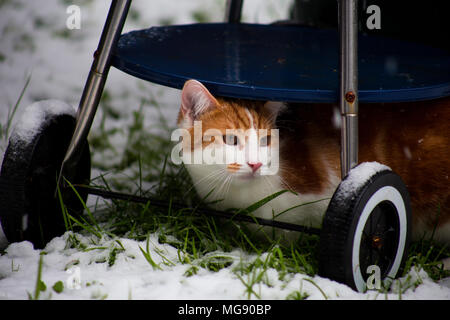Schöne junge Ginger cat seinen ersten Schnee im Garten erleben Stockfoto