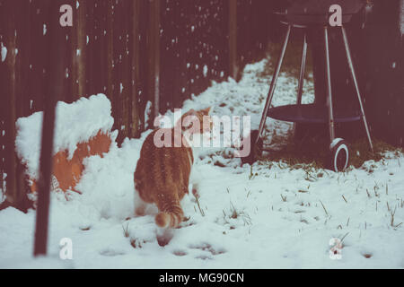 Schöne junge Ginger cat seinen ersten Schnee im Garten erleben Stockfoto