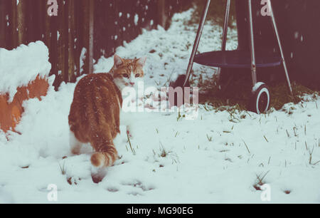 Schöne junge Ginger cat seinen ersten Schnee im Garten erleben Stockfoto
