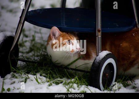 Schöne junge Ginger cat seinen ersten Schnee im Garten erleben Stockfoto