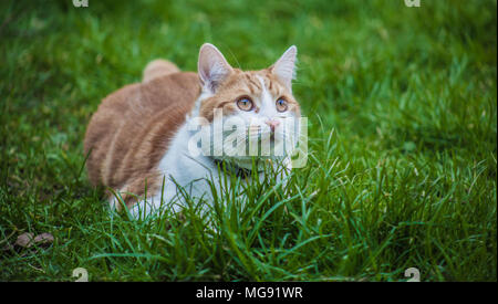 Junge ginger Cat spielt im Gras Stockfoto