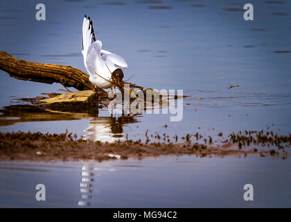 Black-Headed Gull Nestbau Stockfoto