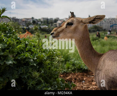 Ein israelischer Gazelle Gazelle weiblichen im Tal, Jerusalem, Israel Stockfoto