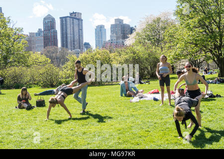 Schafe Wiese im Central Park, New York City, USA Stockfoto