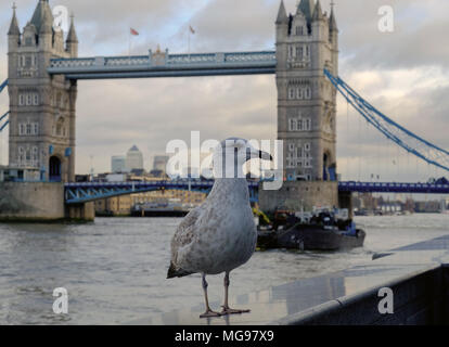 Ein Londoner Southbank Seagull sich auf eine Wand, die Rechts mit der Themse und der Tower Bridge im Hintergrund. Stockfoto