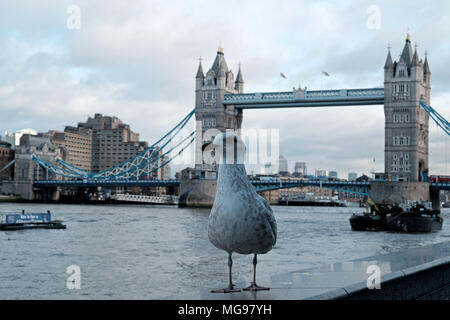 Ein Londoner Southbank Seagull sich auf eine Wand mit der Themse, die Tower Bridge und Bürogebäuden in den Hintergrund. Stockfoto