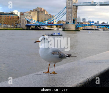 Ein Londoner Southbank Seagull sich auf eine Wand mit Blick auf die Themse, die Tower Bridge und Gebäude links im Hintergrund. Stockfoto