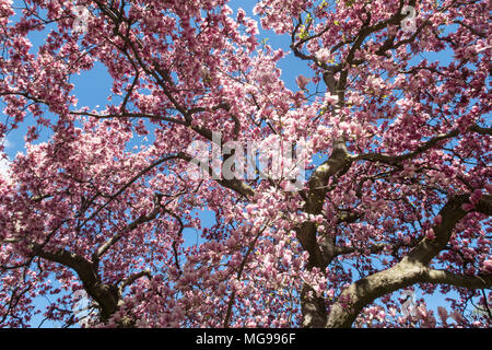 Schönen blühenden Magnolienbäumen im Central Park, New York City, USA Stockfoto