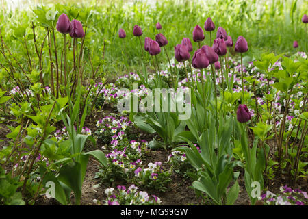 Gruppe von lila Tulpen in einem Park Stockfoto