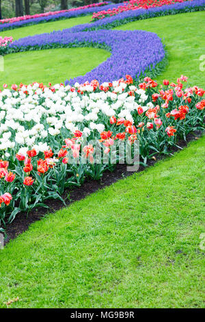 Blumenbeete von Tulpen (Tulipa sp.) und Traubenhyazinthen (Muscari sp.). Stockfoto