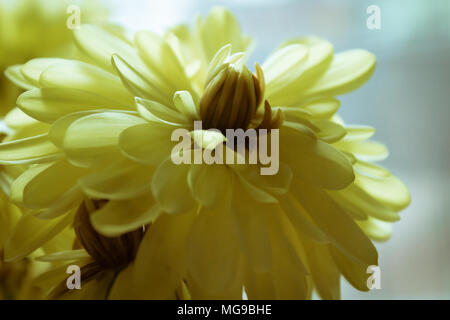 Nahaufnahme des Sterbens gelbe Blume Stockfoto