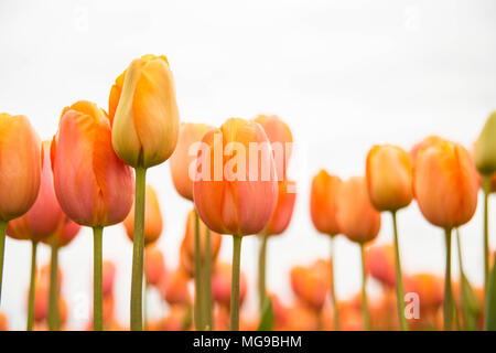 Schöne orange Tulpen pop gegen einen weissen Himmel. Stockfoto