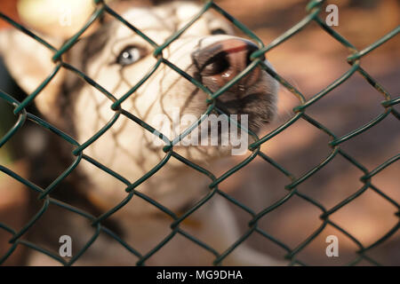 Verschwommen Siberian husky Hund schaut sich um hoffnungslos hinter dem Zaun in einem Käfig Stockfoto