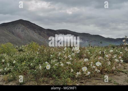 Anza Borrego: Di Giorgio Rd., Coyote Creek, Dune Nachtkerze, oenothera Canescens, 050212 2031 Stockfoto