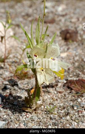 Anza Borrego: Hawk Canyon, Ghost Blume Mohavea confertiflora, Anza-Borrego Desert State Park, Kalifornien 050212 2094 Stockfoto