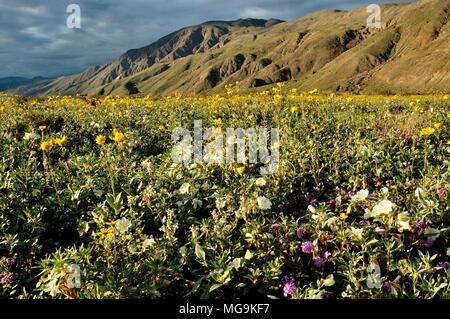 Anza Borrego: Henderson Canyon Rd., Dune Nachtkerze oenothera Canescens, Desert Sun Flower Gerea canescens, Sand verbena Abronia villosa, Stockfoto