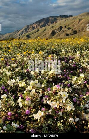 Anza Borrego: Henderson Canyon Rd., Dune Nachtkerze oenothera Canescens, Desert Sun Flower Gerea canescens, Sand verbena Abronia villosa, Stockfoto