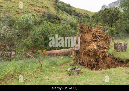 Die freiliegenden Wurzeln eines riesigen Kiefer gestürzt durch starke Winde in der Kwazulu-Natal Drakensberg Stockfoto