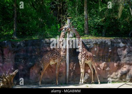 Giraffe, Afrika Savanne District an der Oregon Zoo Stockfoto