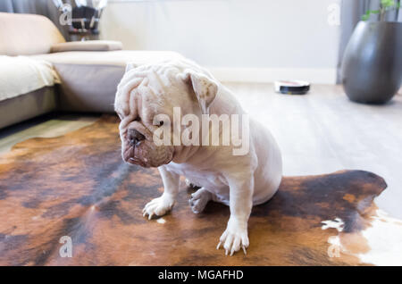 Weiße englische Bulldogge verärgert, traurig im Wohnzimmer des Hauses, Hund Portrait. Stockfoto