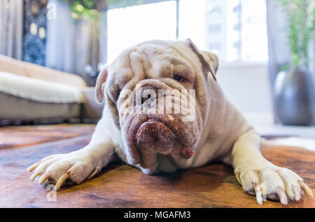 Süße weiße englische Bulldogge an Kamera suchen, Porträt mit Weitwinkel. Stockfoto