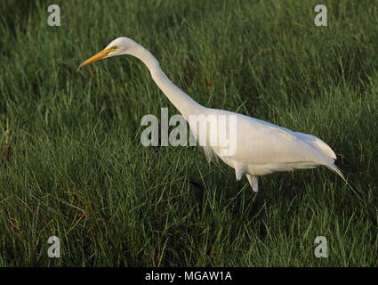 Silberreiher (Ardea alba Modesta) erwachsenen Jagd am Rand des Sumpfes western Taiwan April Stockfoto
