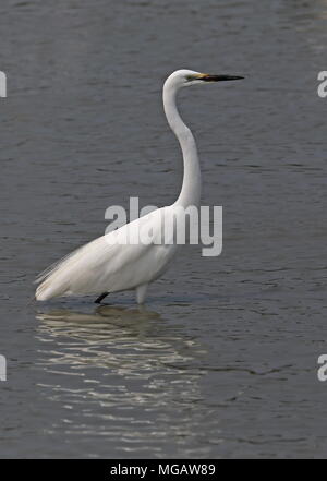 Silberreiher (Ardea alba Modesta) Erwachsene in der Zucht Gefieder stehend im Wasser western Taiwan April Stockfoto