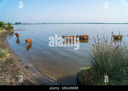 Kühe schwimmen in Paliastomi See, Samegrelo, Geogria. Stockfoto