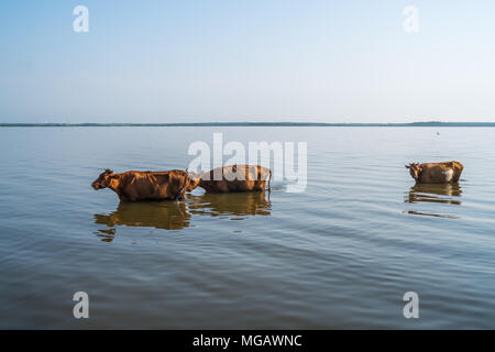 Kühe schwimmen in Paliastomi See, Samegrelo, Geogria. Stockfoto