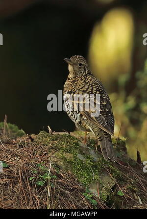 White's Thrush (Zoothera aurea) Erwachsenen stehen auf waldboden Yushan Nationalpark, Taiwan April Stockfoto